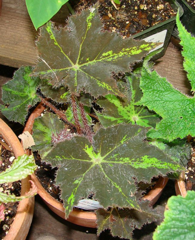 B. ‘Maphil’